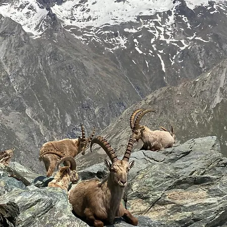 Apartments Arcadia Apartment