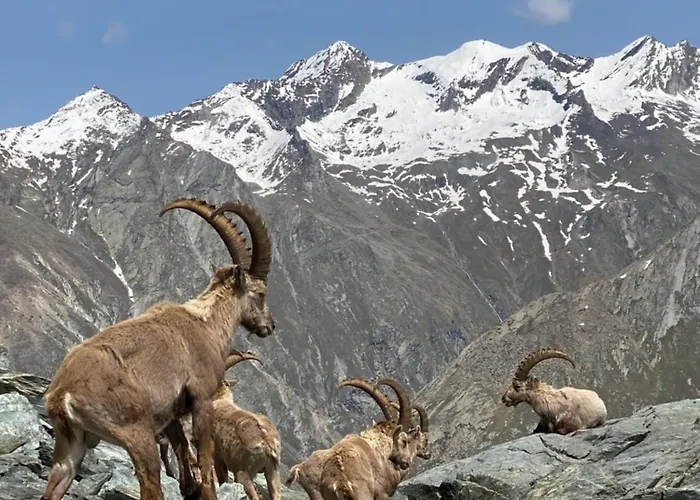 Arcadia Saas-Grund