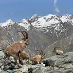 Arcadia Saas-Grund